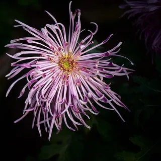 粉色的菊花好漂亮