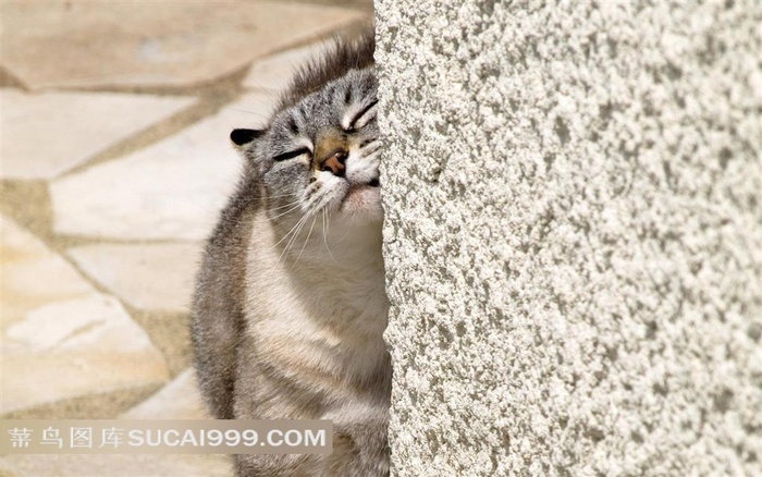 墙角的猫高清图片