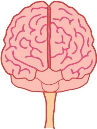 大脑 PNG免抠