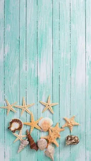海星背景图蓝色贝壳