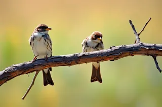 两只小鸟站在树枝上摄影图