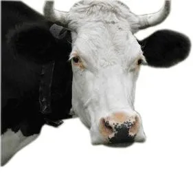 牛 PNG免抠(281x253)