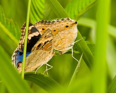 高清蝴蝶图片下载