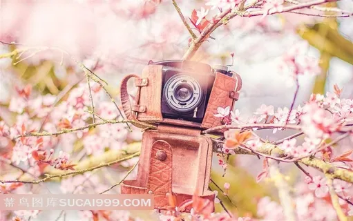 蔷薇科粉色的樱花大图