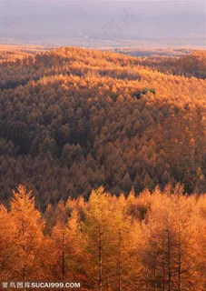 平原草原-漂亮的红树林
