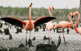 火烈鸟图片