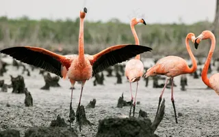 火烈鸟图片
