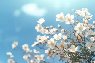 白色的花朵近景聚焦拍摄摄影图