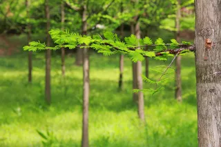 横向悬浮树枝树干