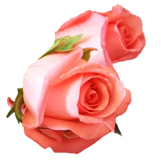 鲜花玫瑰免扣素材