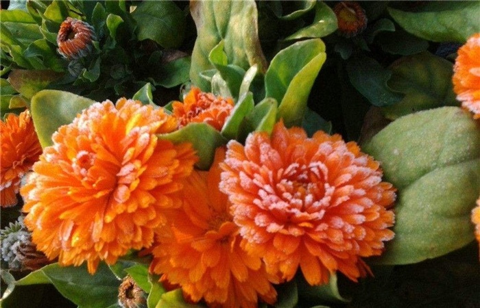 橘红色菊花正在开放