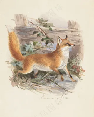 野生红狐狸油画像图片
