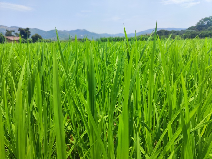 田园风景 农村生活 稻谷 绿景