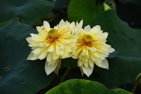 黄色莲花绽放图片 黄色莲花绽放图片