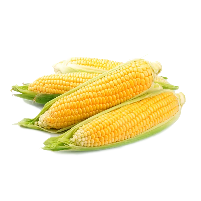 免抠玉米，大玉米，好玉米