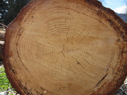 木纹木头的横截面