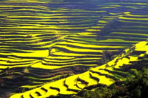 山村的田野梯田风景素材