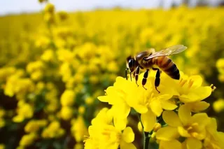 春天在油菜花采蜜的蜜蜂黄色海报素材背景