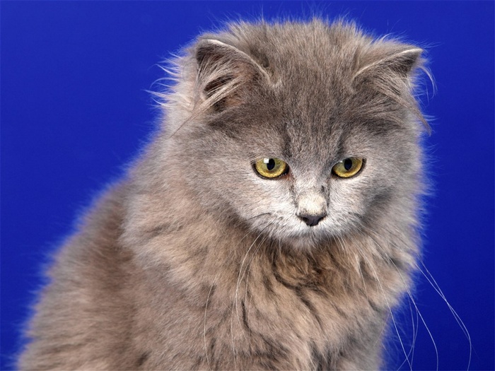 萌萌的小猫咪图片素材