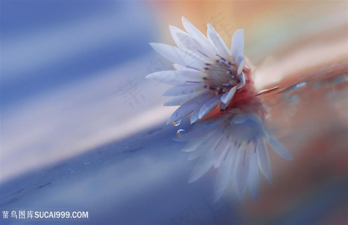 唯美菊花鲜花图片