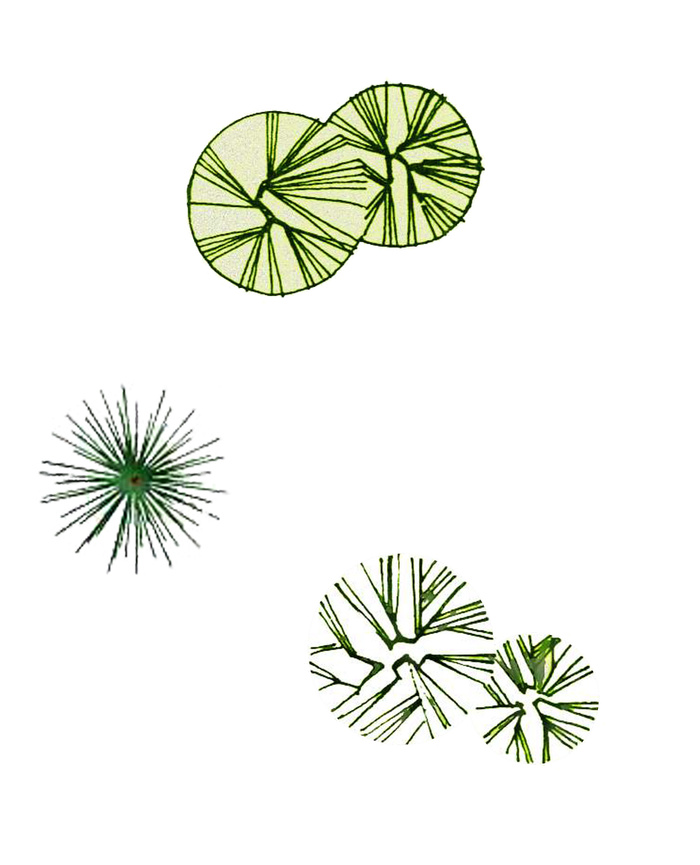 松柏类植物彩色平面图psd模版下载