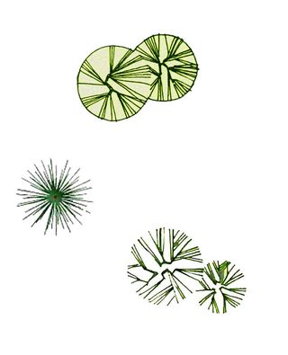 松柏类植物彩色平面图