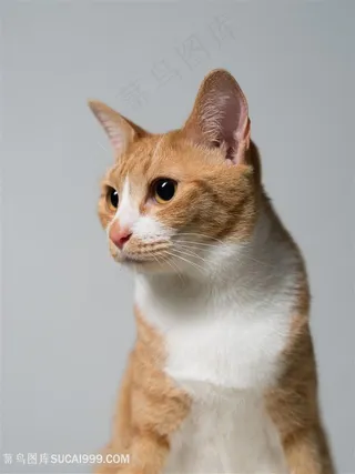 高清可爱黄色猫咪萌宠图片