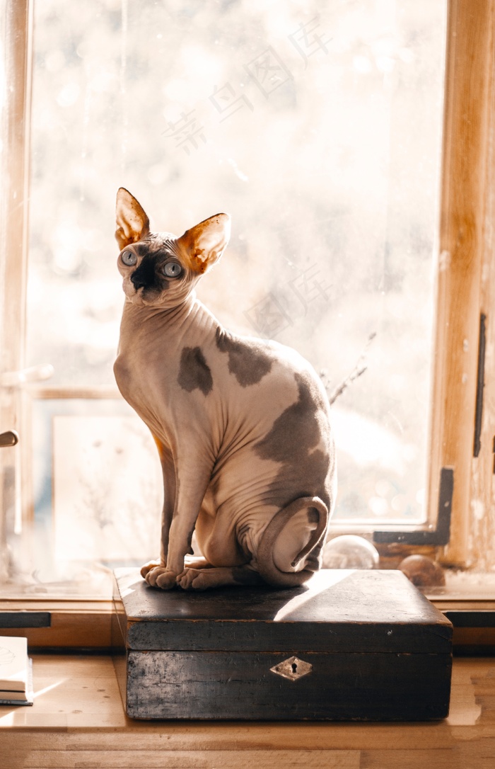 无毛猫图片