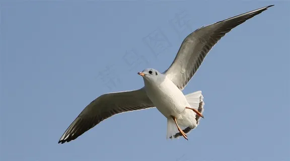 天空翱翔的海鸥素材图