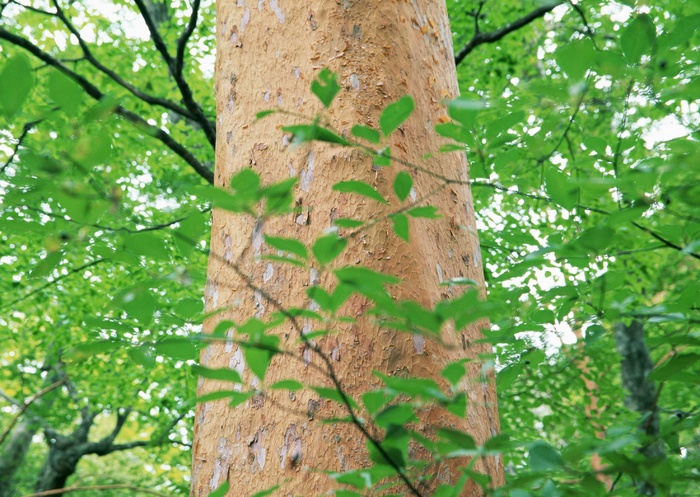丛林之美 64