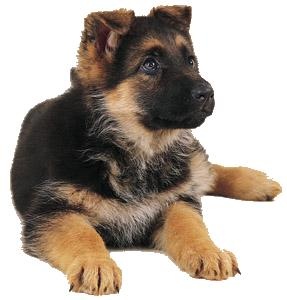 德国牧羊犬 PNG免抠(287x300)