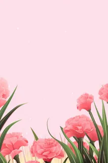 简约粉色康乃馨插画背景
