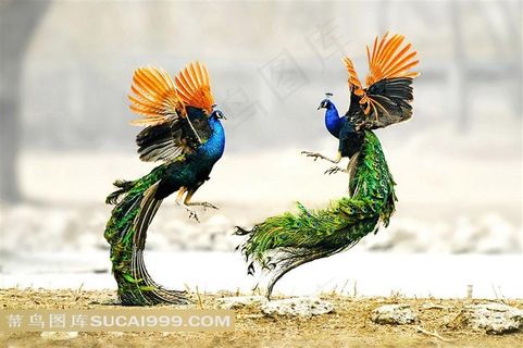 高清飞舞的孔雀