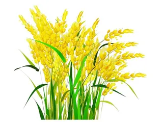 稻穗麦子稻子元素