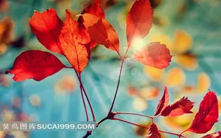 阳光下的红树叶