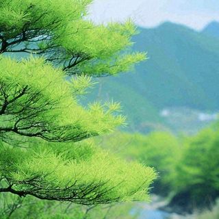 绿色的树冠特写