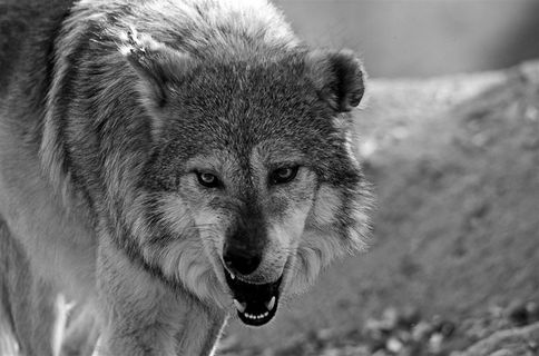 血盆大口的狼图片