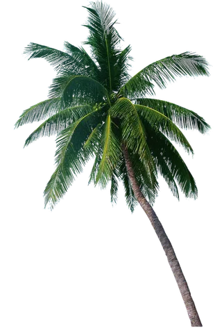 树木树枝树叶免扣素材