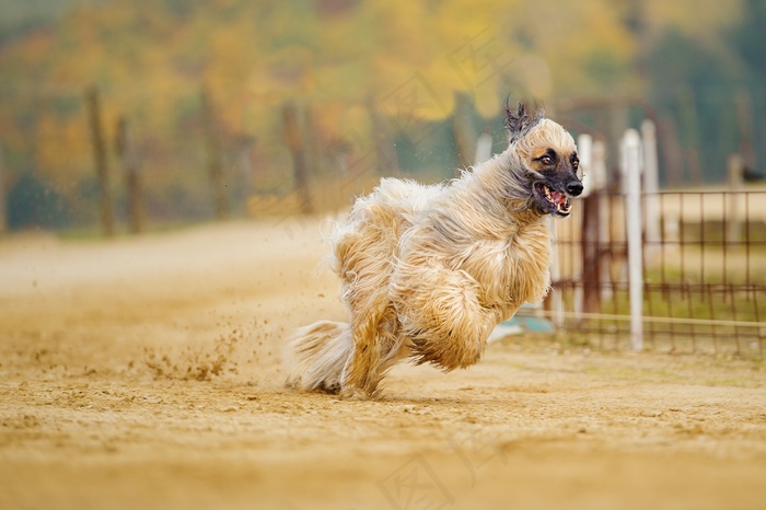 阿富汗猎犬图片