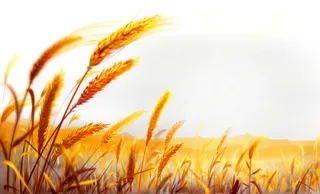 金黄麦穗丰收图