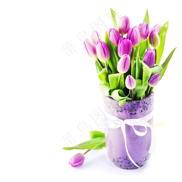 漂亮的郁金香花卉素材