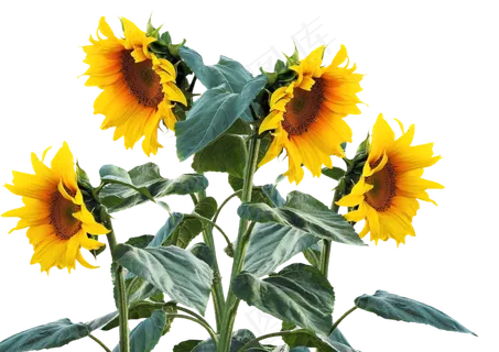 向日葵, 夏天, 太阳, 植物, 向日葵花蕾