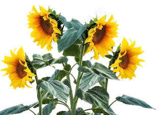 向日葵, 夏天, 太阳, 植物, 向日葵花蕾