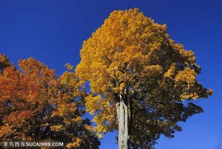 树木树叶- 蓝天白云下的大树的树叶