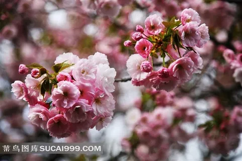 高清日本樱花素材下载