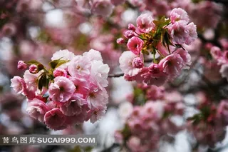 高清日本樱花素材下载