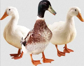 三只鸭子免扣素材