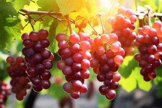 阳光下的葡萄葡萄架水果摄影图