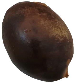 牛油果核免抠摄影元素素材