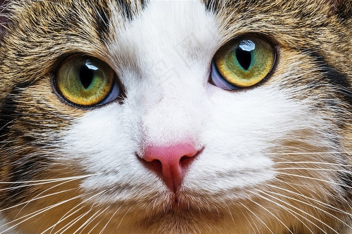 可爱宠物猫图片猫咪图片